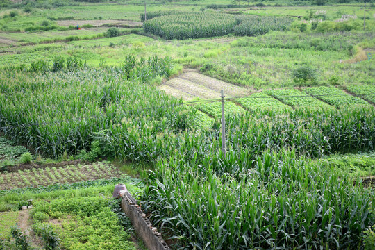 乡村田地