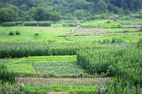 乡村田地