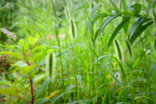 狗尾巴草