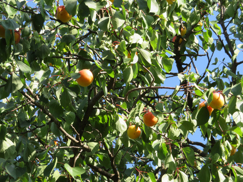 挂满枝头的杏子