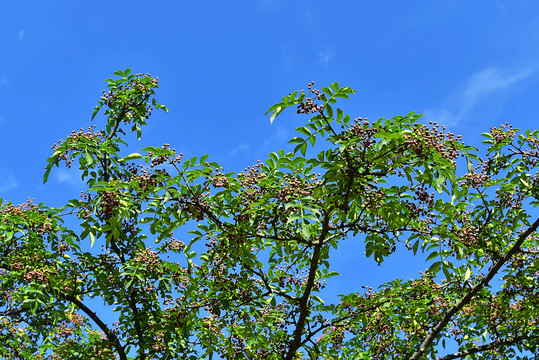 花椒树