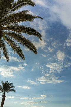 蓝天白云与棕榈树