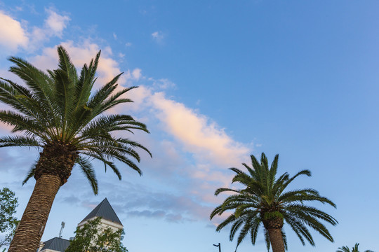 蓝天彩云与两棵棕榈树