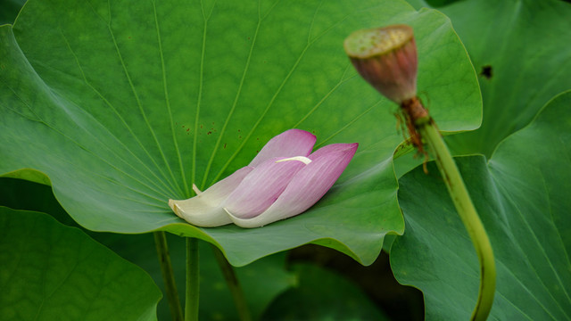 荷花