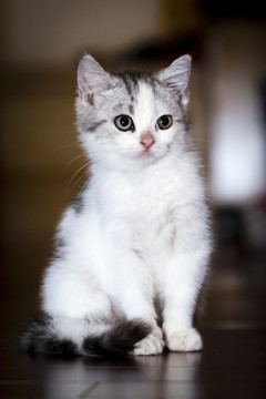 3月龄鼻奶藓未愈的美短高白幼猫