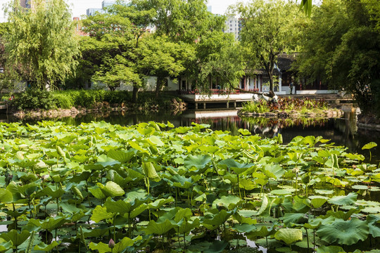 上海古猗园荷风竹露荷叶湖景