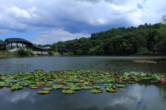 湖泊睡莲