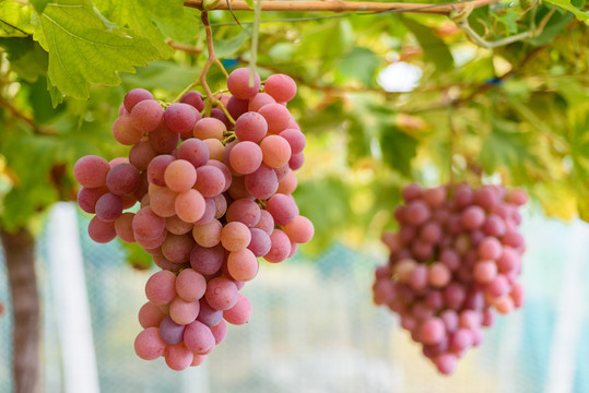 葡萄藤上成熟的葡萄提子
