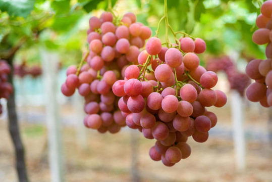 葡萄藤上成熟的葡萄提子