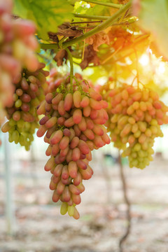 葡萄藤上成熟的葡萄红提子美人指