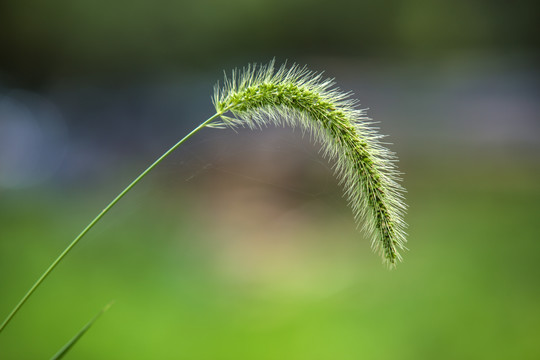 狗尾草