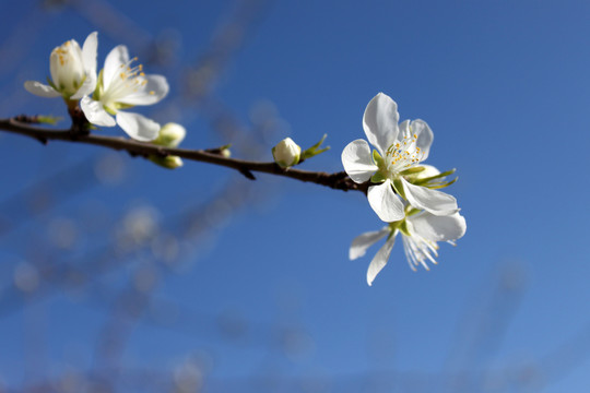 梨花