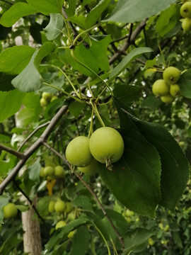 麻核桃胡桃