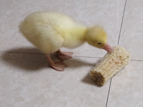 小鸭子吃玉米