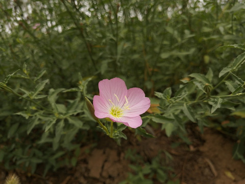 美丽月见草夜来香柳叶菜科