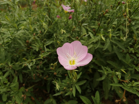 美丽月见草夜来香柳叶菜科