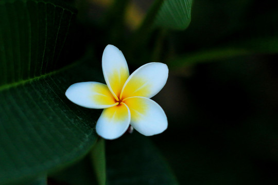 鸡蛋花