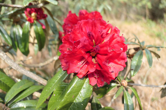 菌子山杜鹃花