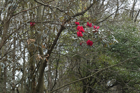 菌子山杜鹃花