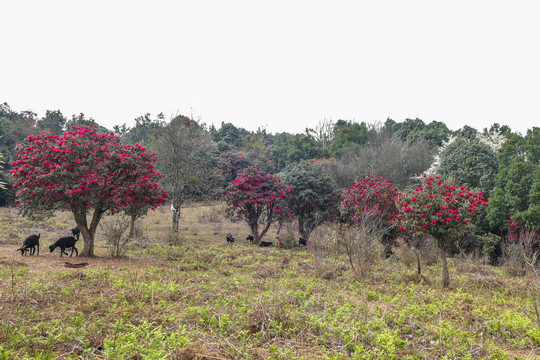 菌子山杜鹃花