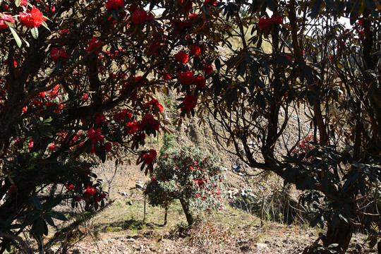 菌子山杜鹃花