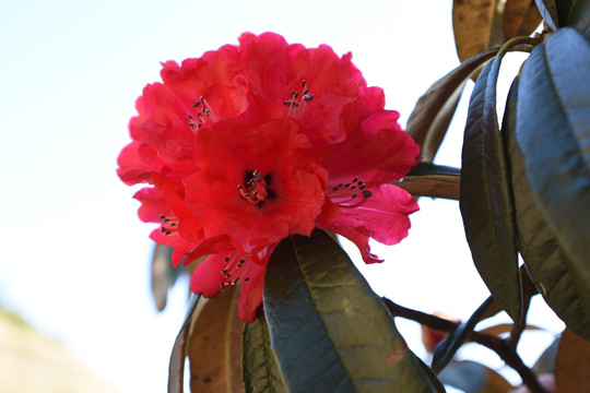 菌子山杜鹃花