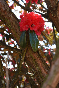 菌子山杜鹃花