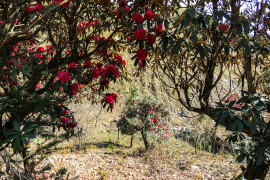 菌子山杜鹃花