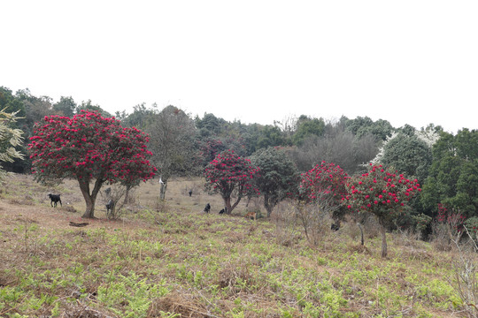 菌子山黑山羊