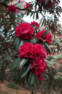 菌子山杜鹃花