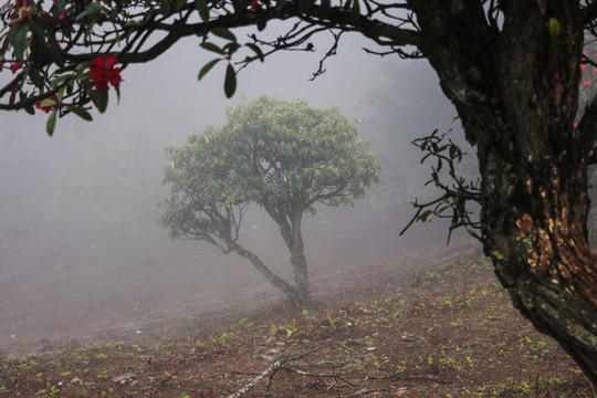 菌子山雨雾风光