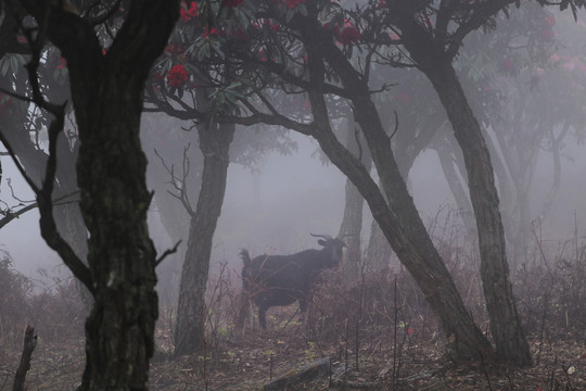 菌子山雨雾风光