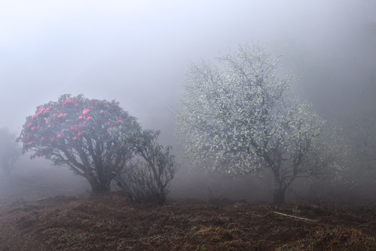 菌子山雨雾风光