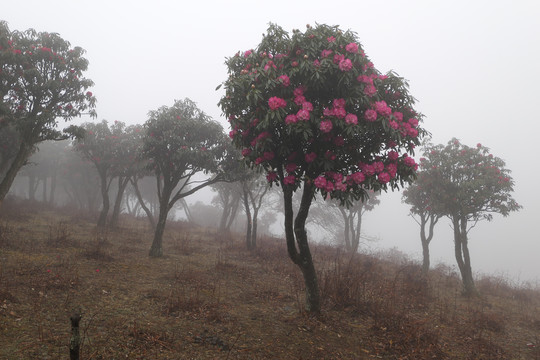 菌子山雨雾风光