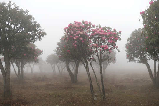 菌子山雨雾风光