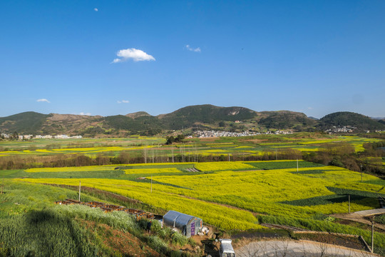 师宗油菜花风光