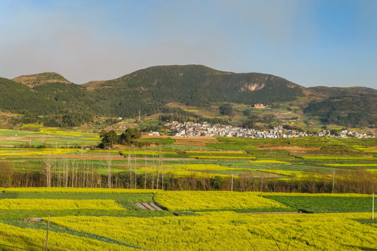 师宗油菜花风光