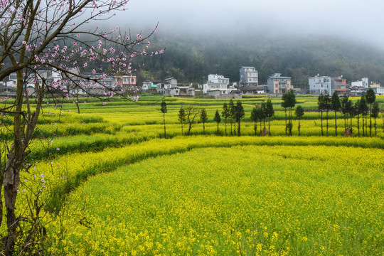 罗平螺丝田油菜花风光