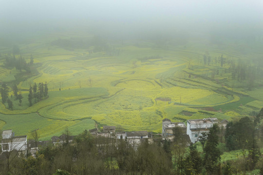 罗平螺丝田油菜花风光