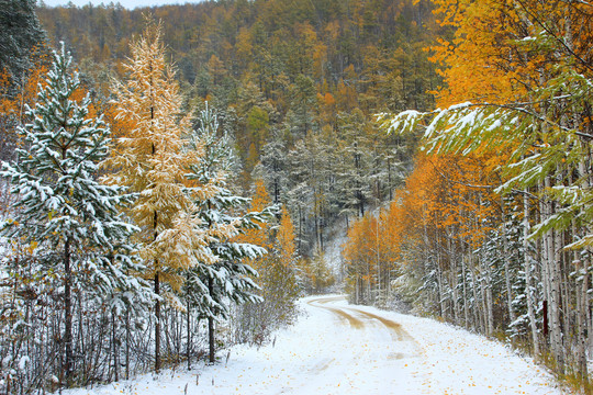 彩林雪路