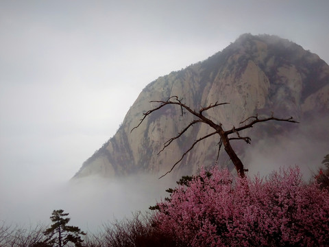 华山云海