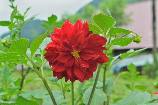 一朵红色菊花