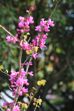 满树红花