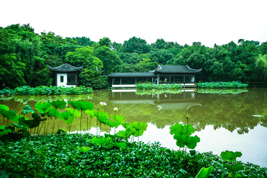 杭州曲院风荷景区