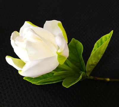 白色梔子花