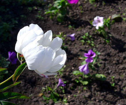 芍药