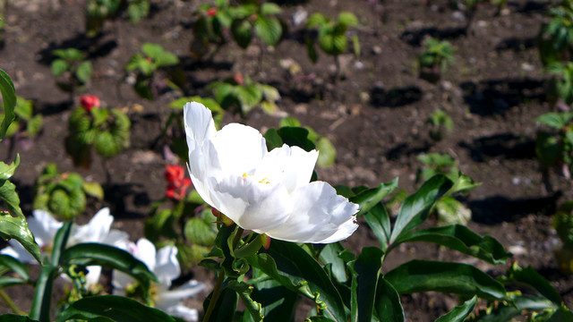 芍药