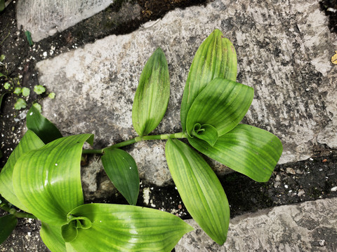 白花紫露草特写