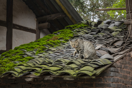 青瓦房背上的猫