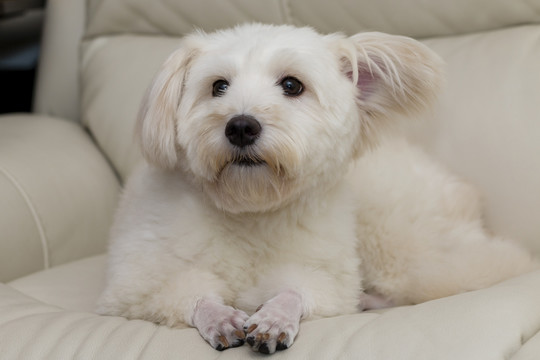 憨厚机灵的图莱亚尔绒毛犬